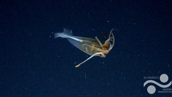 This is the first confirmed footage of the glacial glass squid, Galiteuthis glacialis.